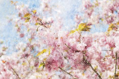 Fototapete Kirschblüte im Aquarell-Look