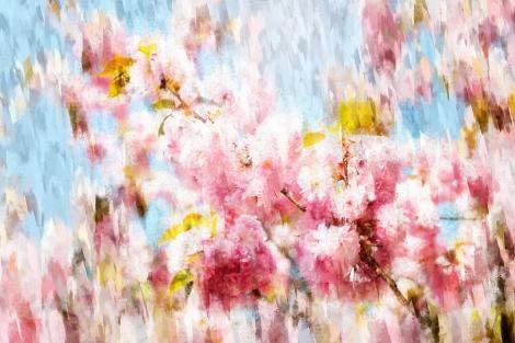 Fototapete - Kirschblüte im Art-Design