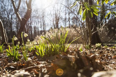 Fototapete Märzenbecher