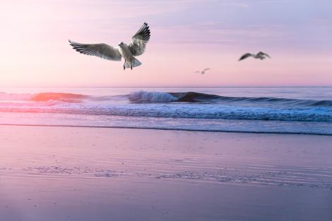Fototapete Möwen an der Nordsee
