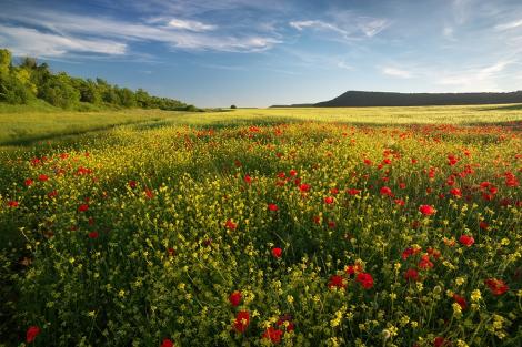 Fototapete Mohnblumen auf einer Blumenwiese im Frühling