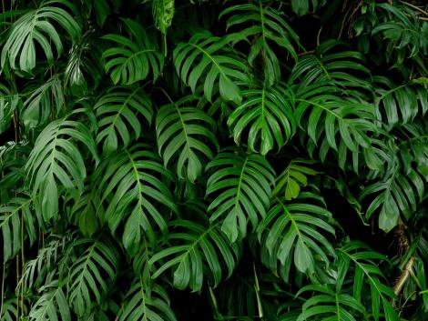 Fototapete Blätter der Monstera Pflanze