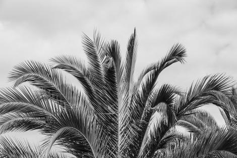 Fototapete Palmenblätter