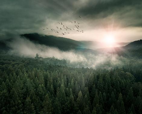 Fantasy Fototapete eines Waldes in den Bergen