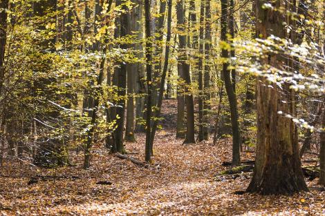 Fototapete Herbstwald