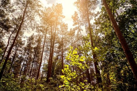 Fototapete Wald im Sonnenlicht