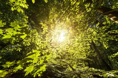 Fototapete Sonnenlicht im Wald