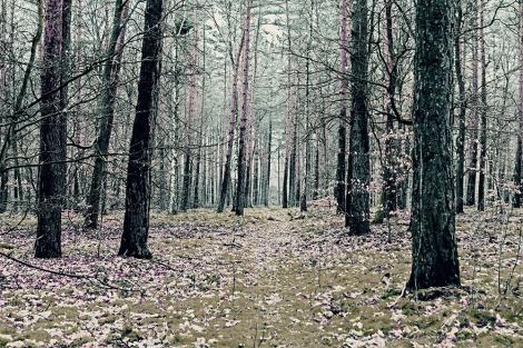 Fototapete Wald in impressionistischen Farben