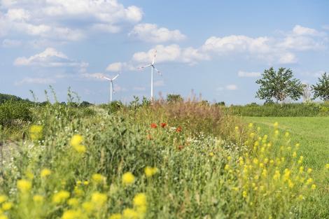 Fototapete Windräder in einer Frühlingslandschaft
