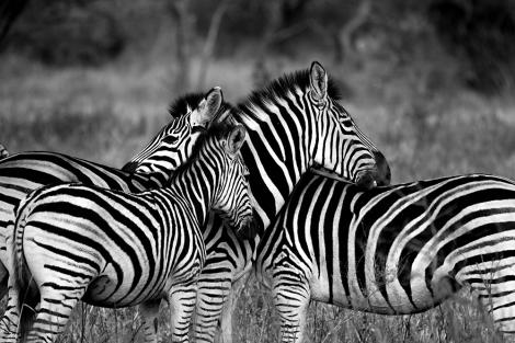 Fototapete Zebras