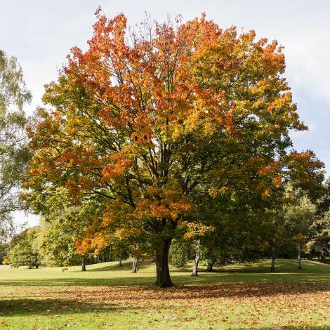Fototapete Herbstbaum