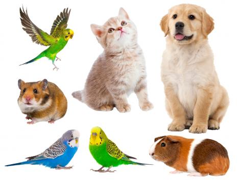 Wandtattoo niedliche Haustiere wie echt