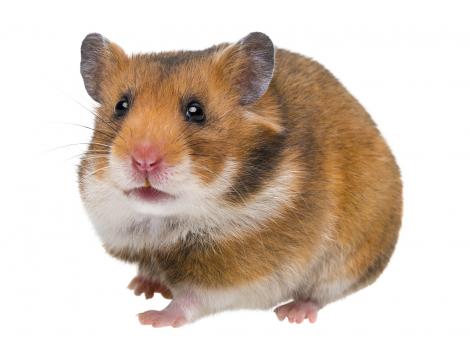 Wandtattoo putziger Hamster